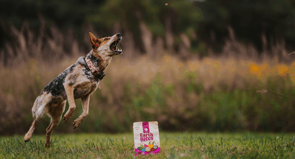 dog jumping up for a treat