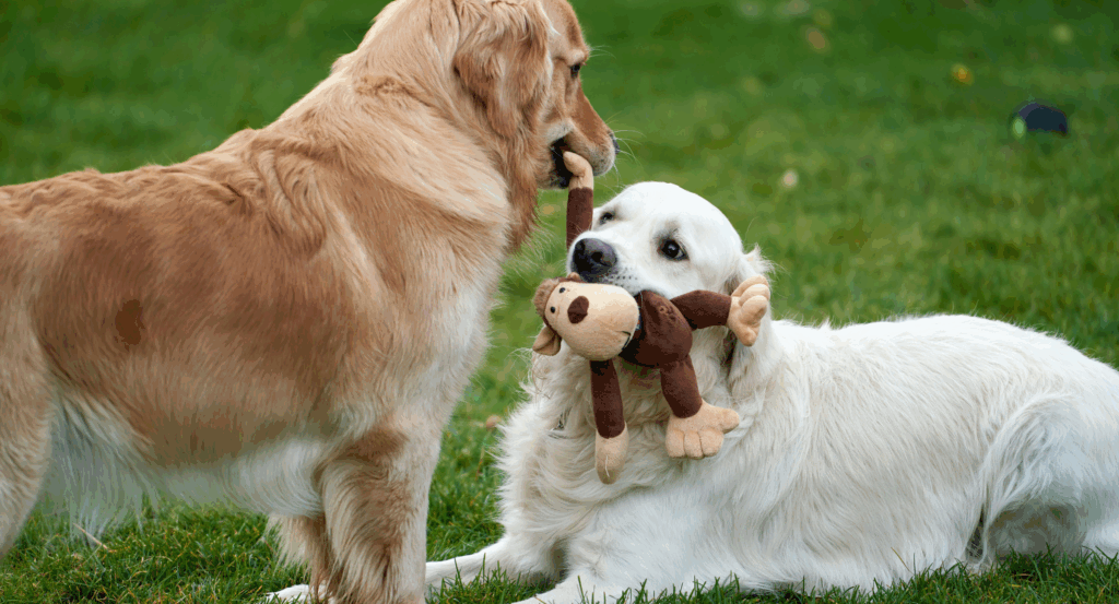 Dogs share toy in grass