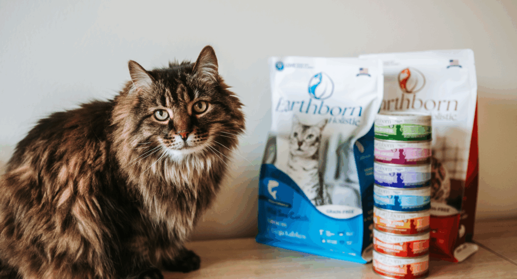 Cat sitting on table next to earthborn holistic cat food