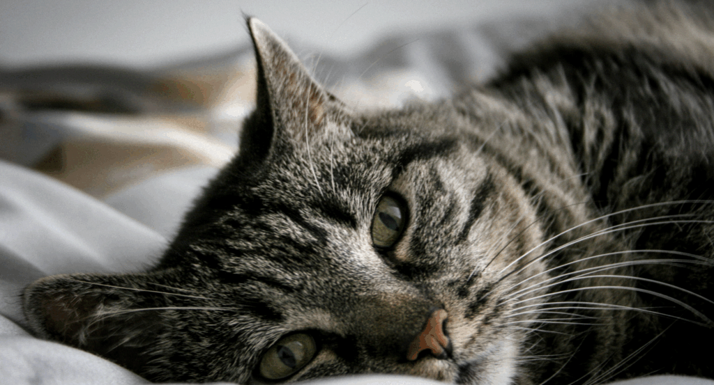 cat lying down