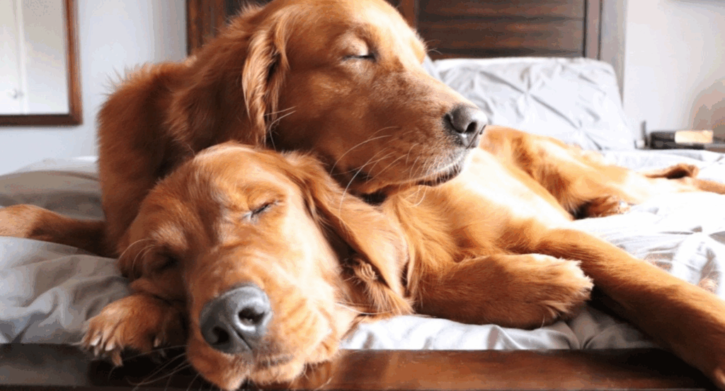 two dogs sleeping next to each other