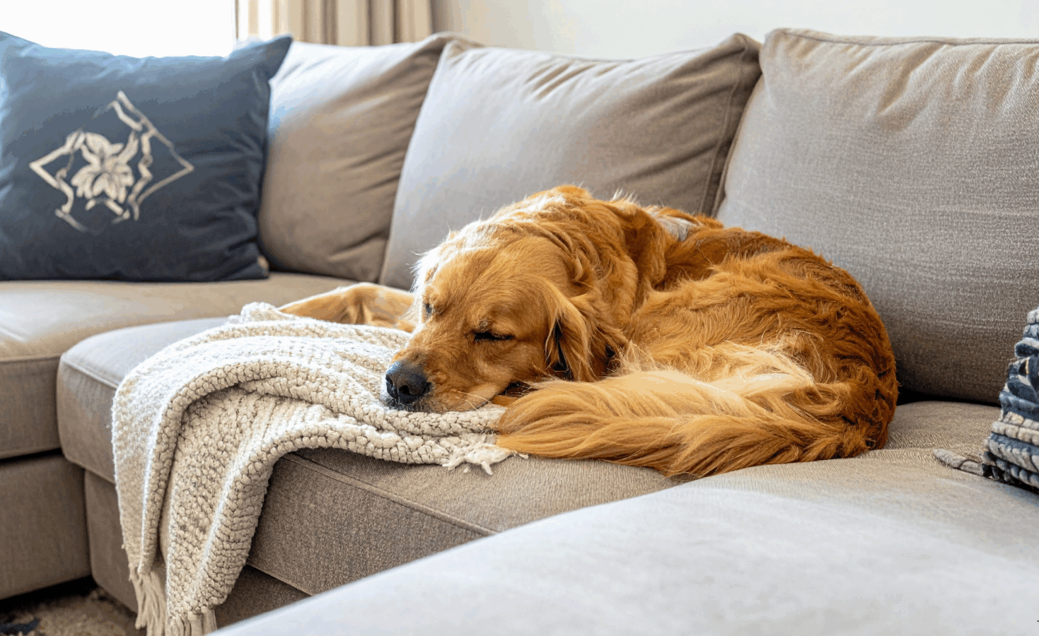 dog on the couch dreaming
