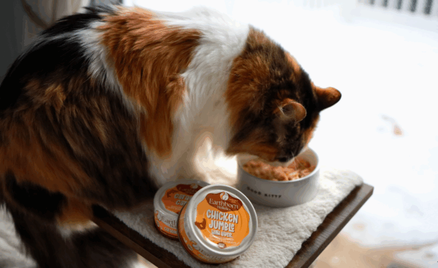 Can Cats Eat Spinach? A Complete Guide for Pet Parents