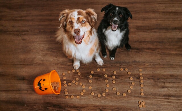 The Best Halloween Dog Treats