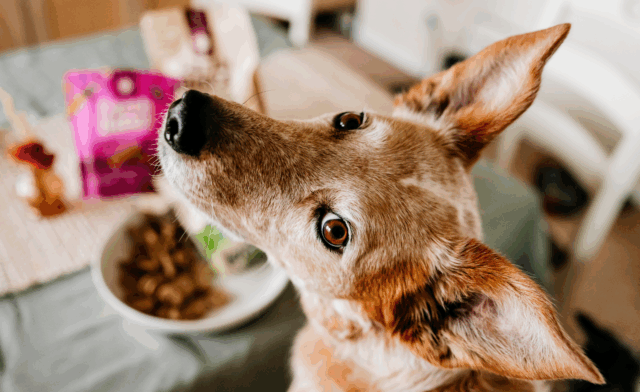 Dog Boarding: Everything You Need to Know