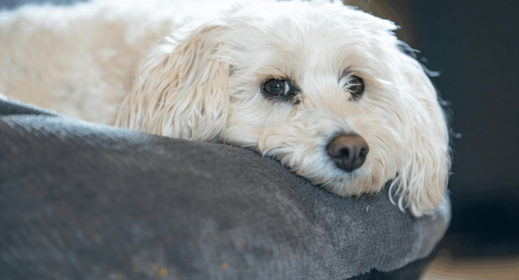 dog laying in dog bed