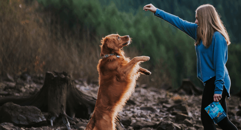 dog jumping up for a treat