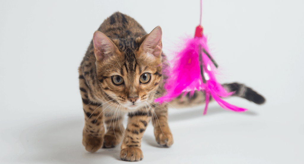 cat playing with a feather wand