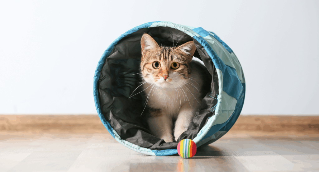 cat in a play tube with a play ball