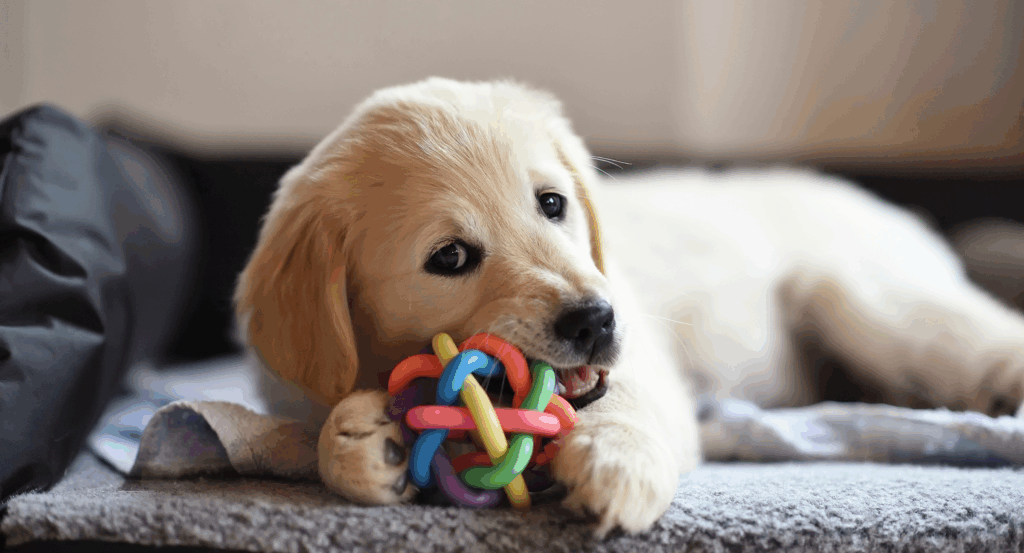 dog nibbling on toy instead of you