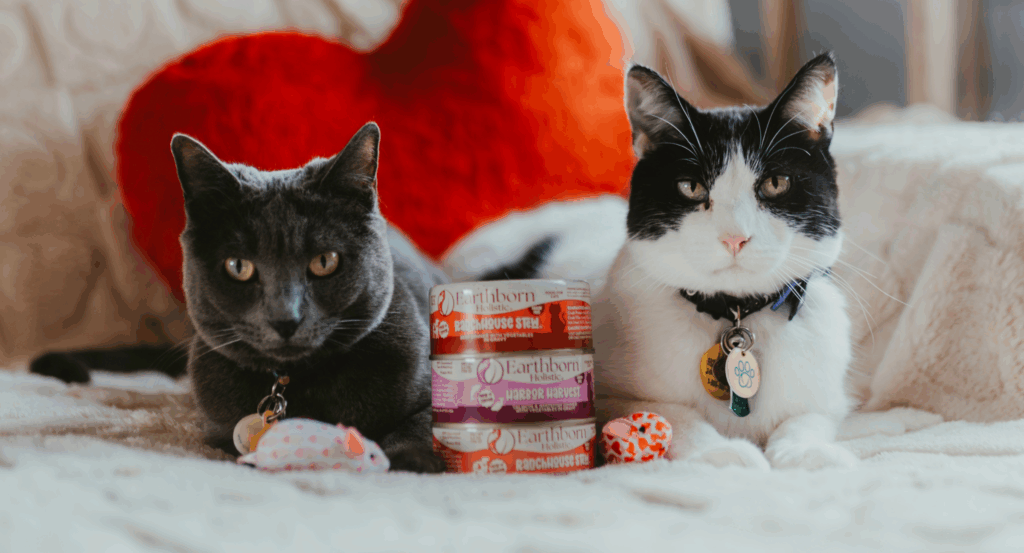 two cats sitting with earthborn wet cat food and squishy toys