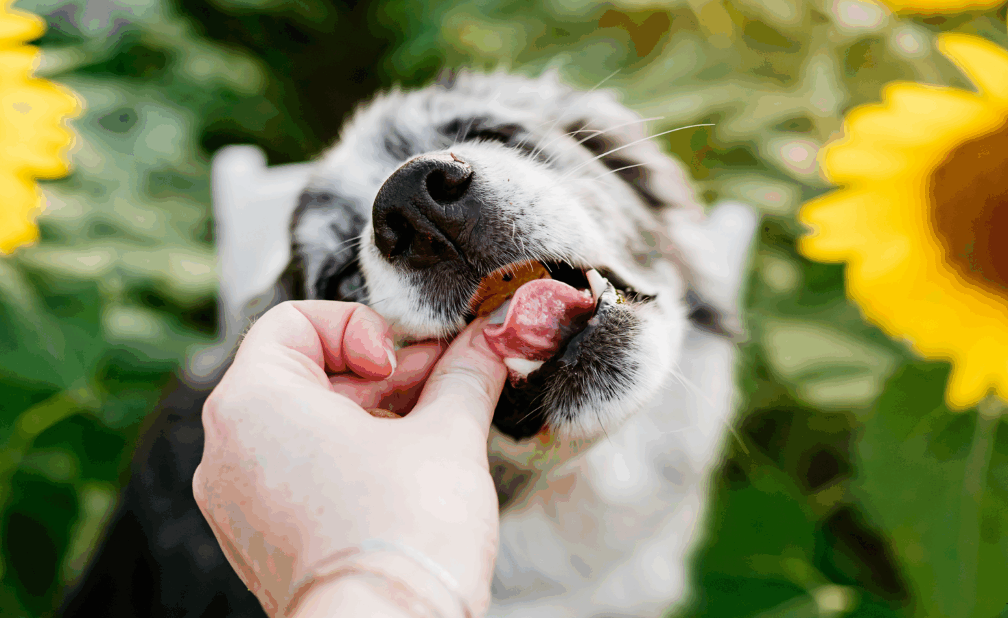 puppy gently nibbling on owner's hand