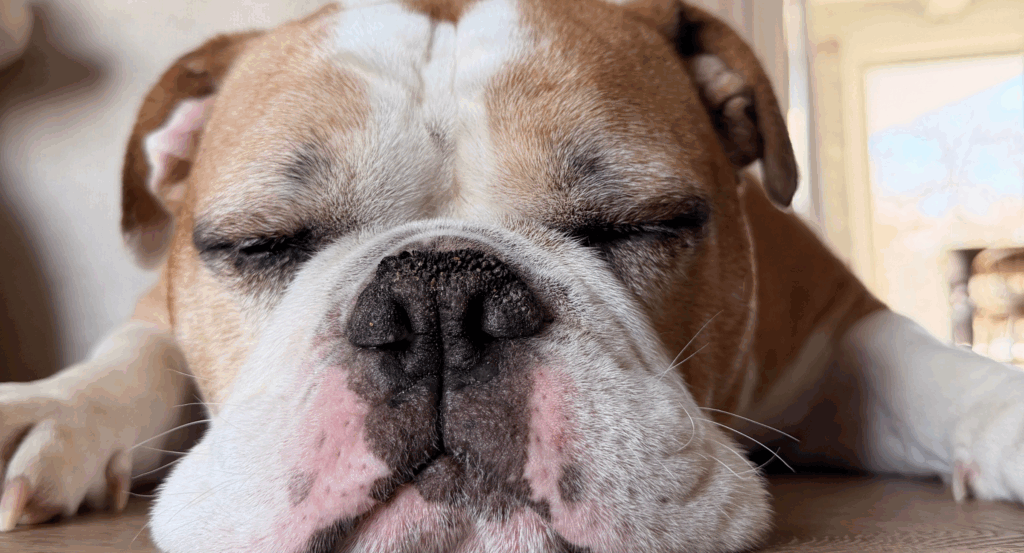 dogs face