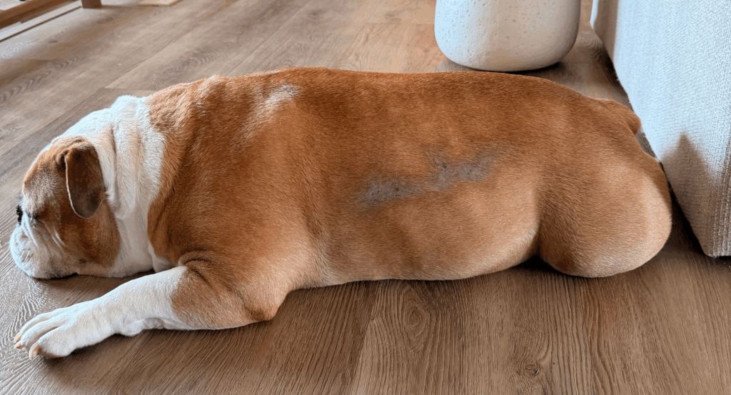 Dog Food for Hair Growth: Coach’s Journey