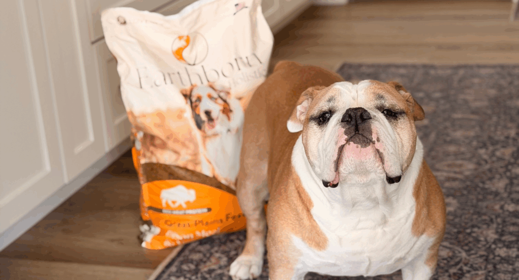dog stands in front of Great Plains Feast bag