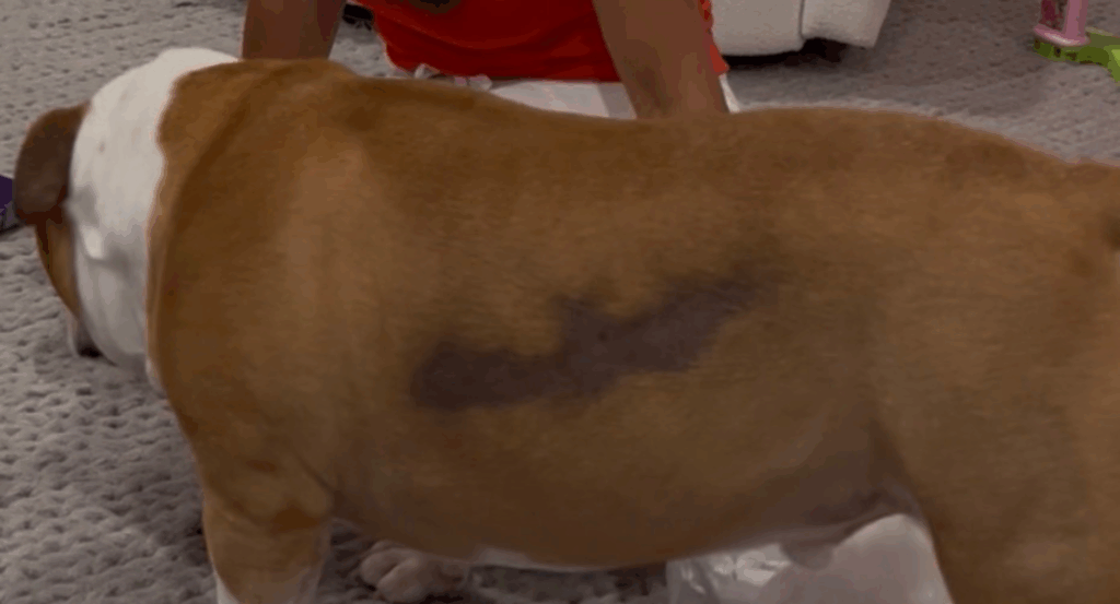 side of dogs body showing hair growth