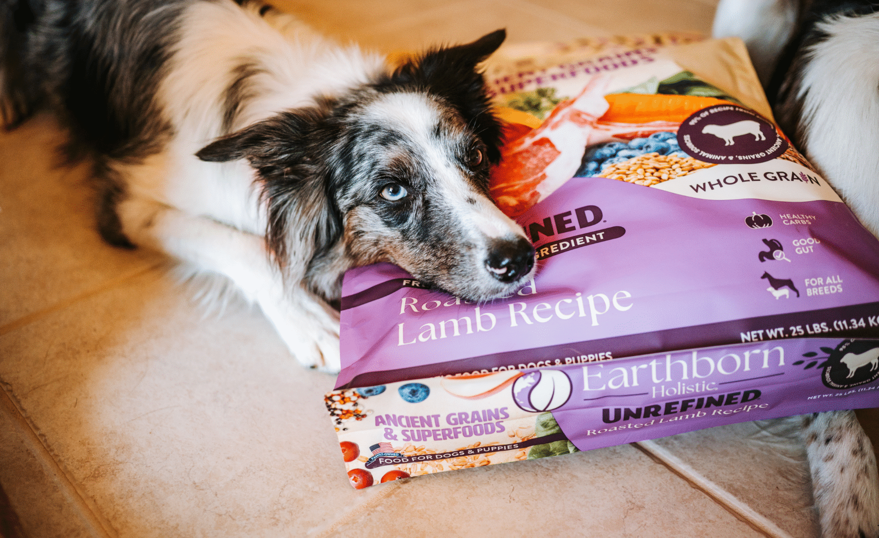 Is Lamb Good for Dogs?