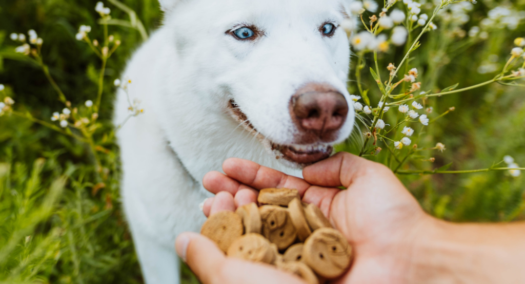 dog looking at a handful of dog treats