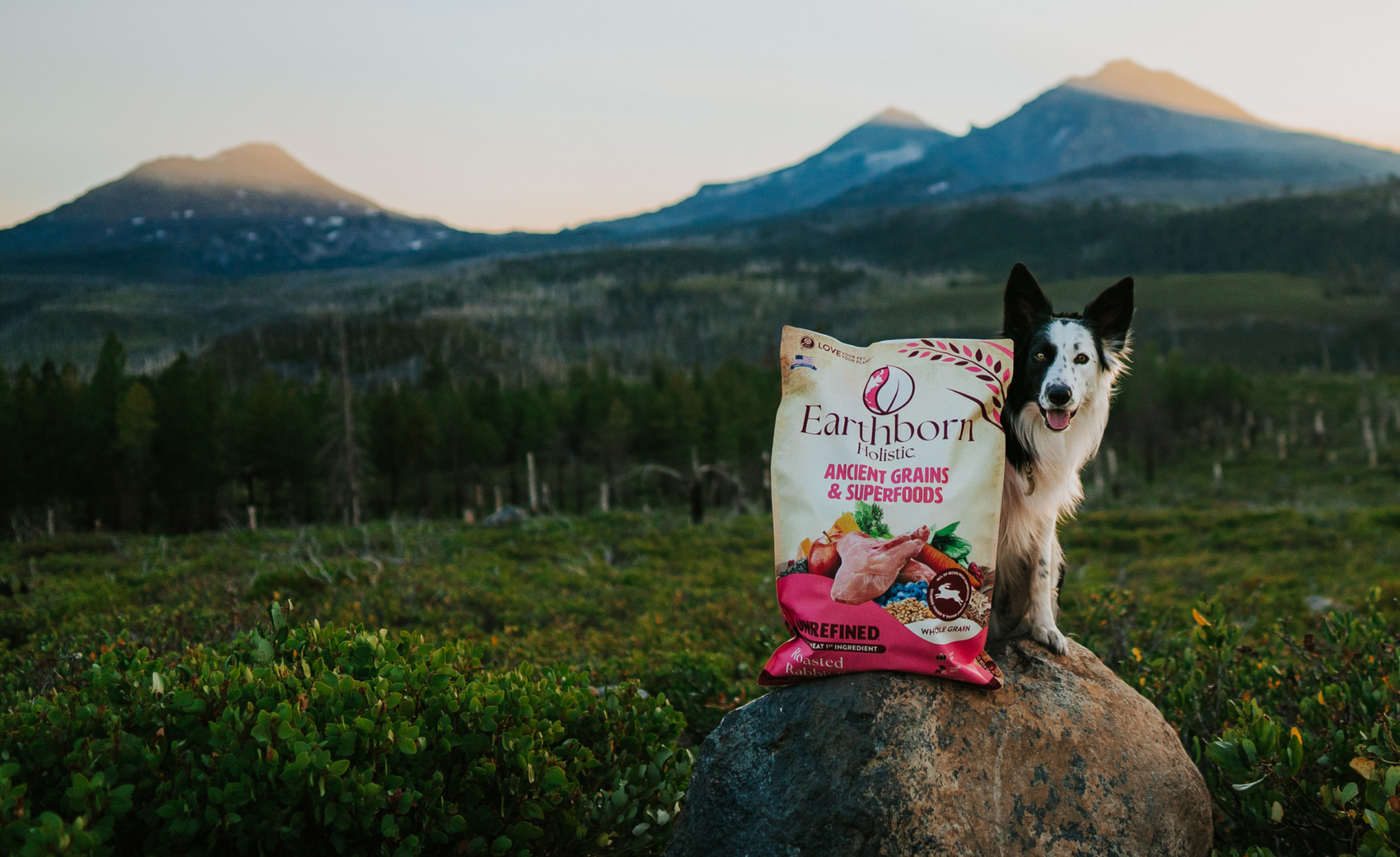 Can Dogs Eat Barley?