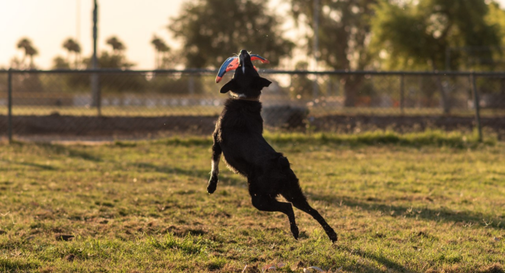 dog jumping up for a toy