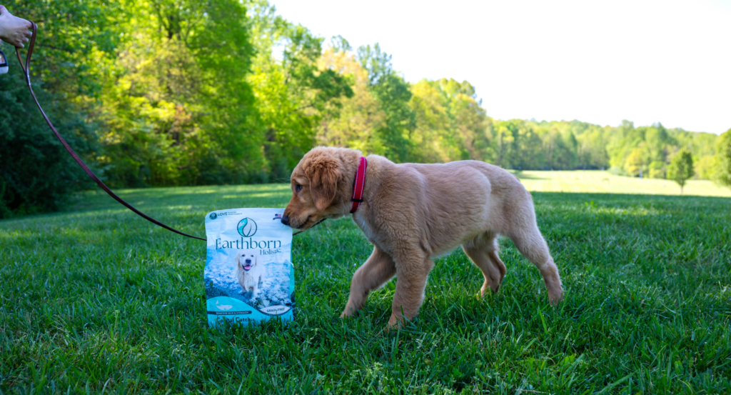 puppy standing with earthborn holistic coastal catch