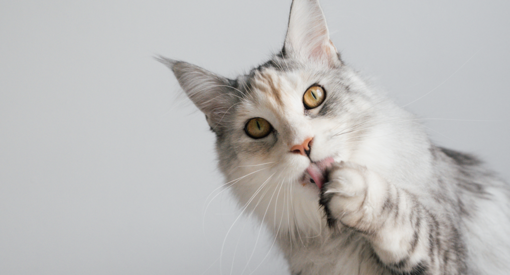 cat licking its paws
