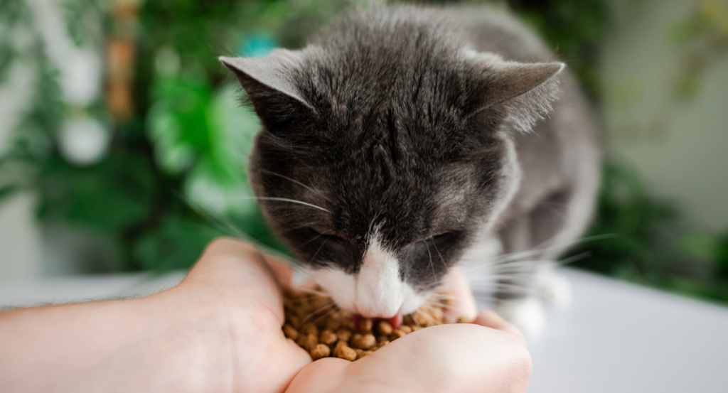 Why Do Cats Lick You? What Your Cat’s Grooming Behavior Really Means