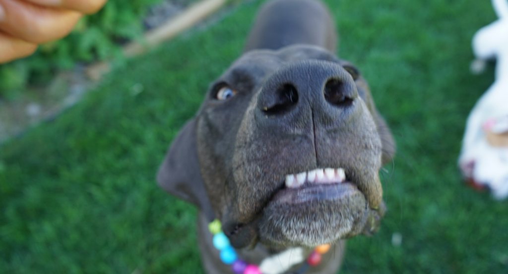 dog smelling camera