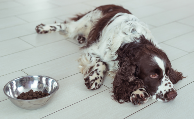 Why Is My Dog Suddenly Not Interested in Food?