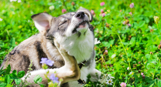 Why Is My Dog Constantly Itching?