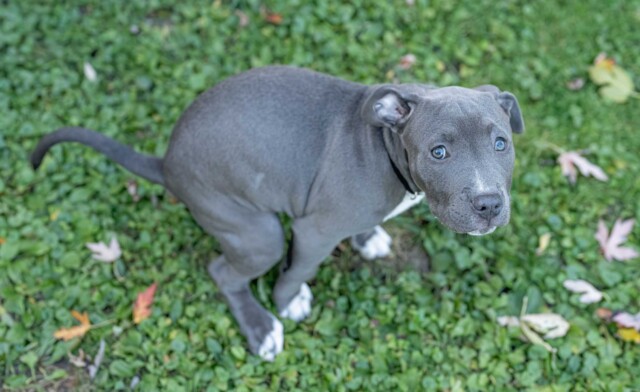 Why Your Dog’s Poop is Soft