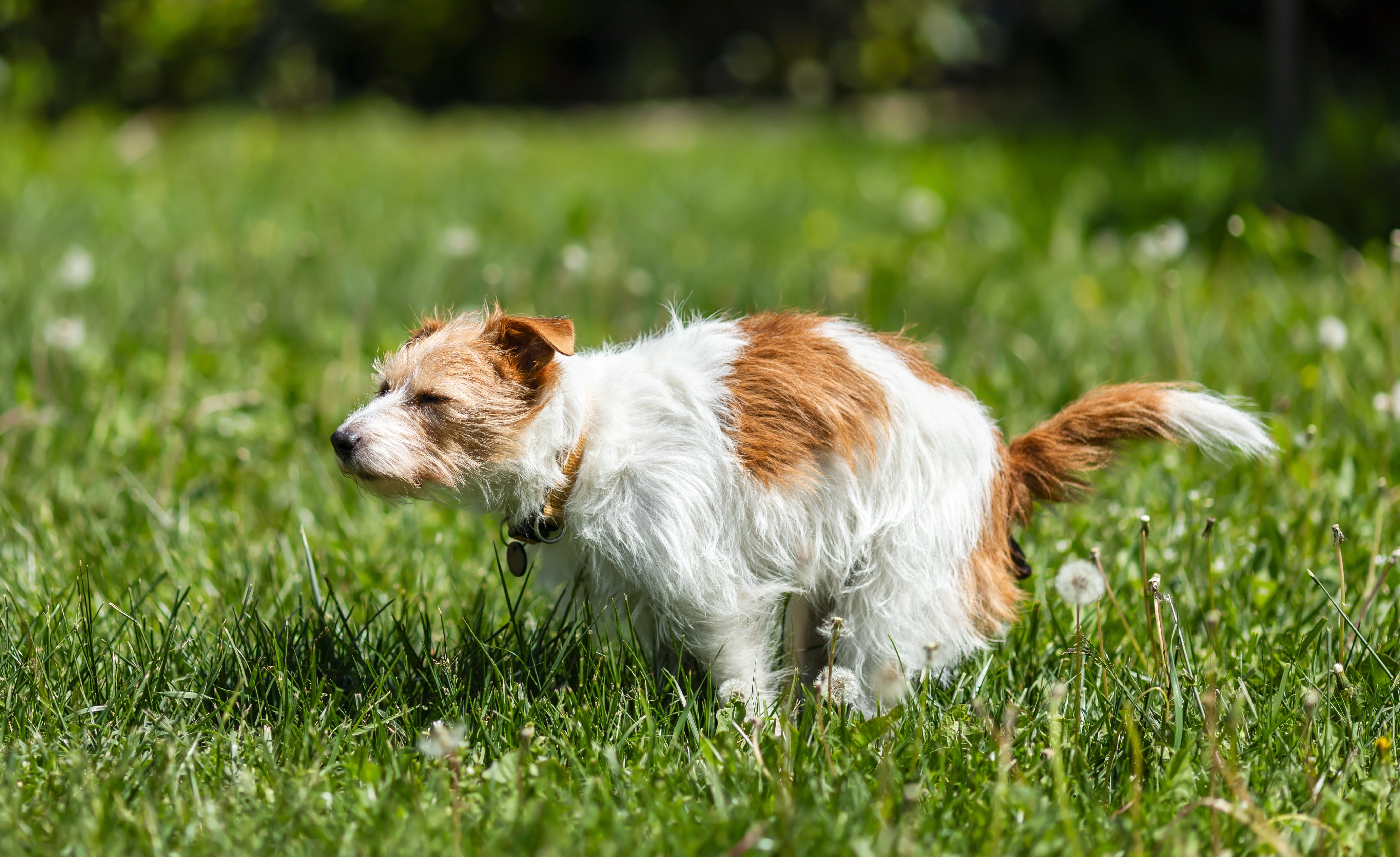 Why Does My Dog Get Diarrhea When We Travel?