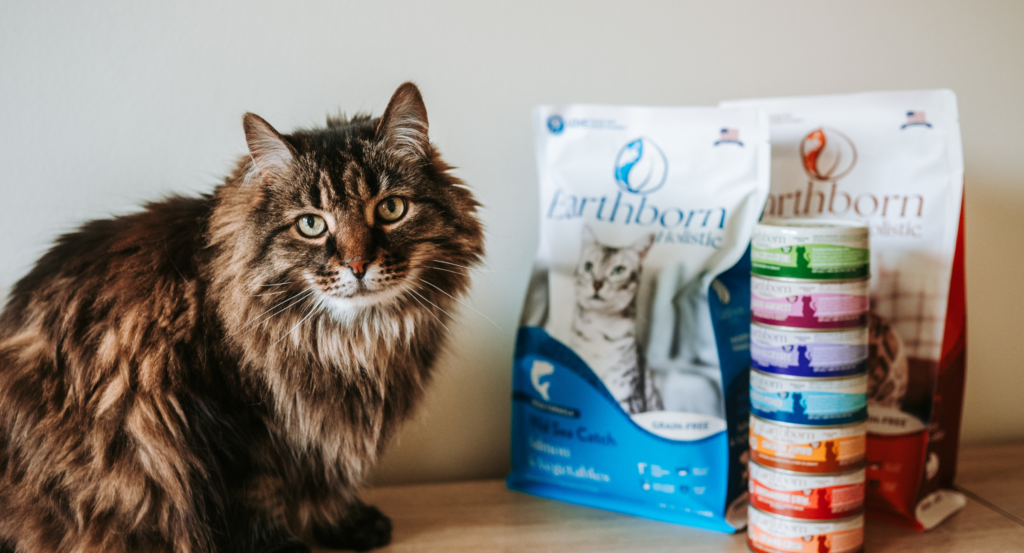 cat with earthborn holistic cat food