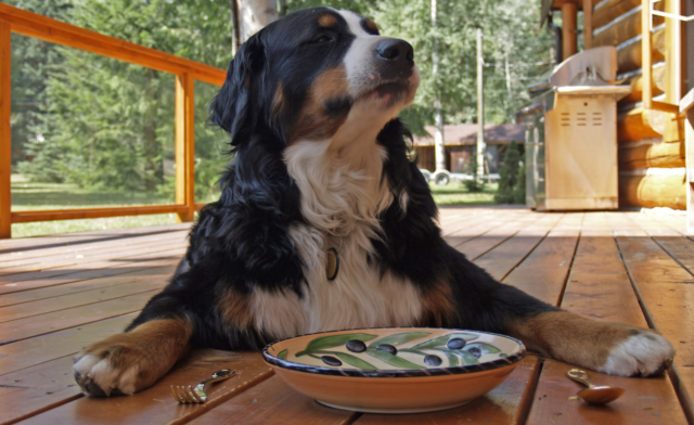 Are Eggs Good for Dogs? Benefits, Risks, and Safe Feeding Tips