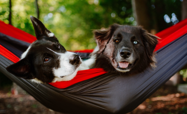 Can Dogs Eat Apples? How to Turn This Crunchy Fruit Into a Dog-Friendly Treat